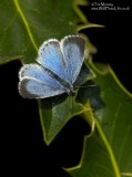 Holly Blue 050507